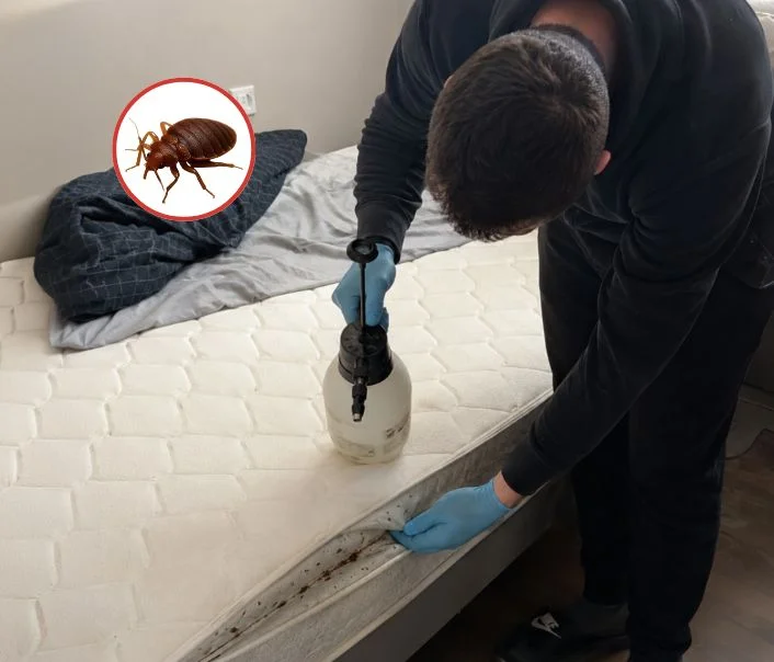 Technicien traitant un matelas contre les punaises de lit à Misy-sur-Yonne
